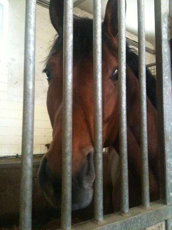 iphone 2011 2012 231